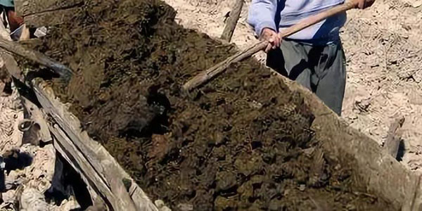 有哪些常用的雞糞處理方法