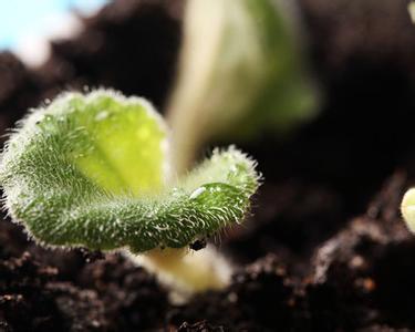 東北地區可以發酵雞糞有機肥嗎？