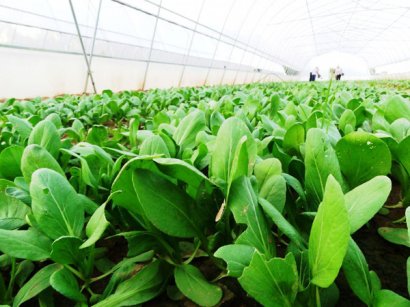 雞糞發(fā)酵作為有機(jī)肥的發(fā)酵方法