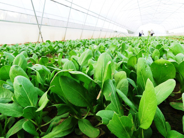 雞糞發酵作為有機肥的發酵方法