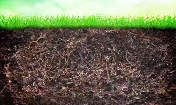 雞糞發酵制作有機肥的過程與方法