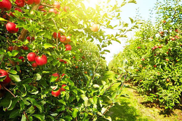 使用雞糞發酵劑發酵雞糞制作有機肥的方法