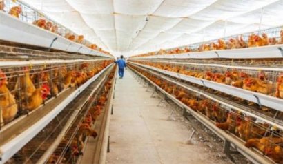 雞糞如何使用生物菌進行發酵制作有機肥？