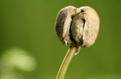 雞糞怎么發酵有哪些用途