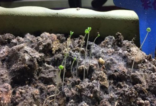 使用雞糞發(fā)酵劑能否快速發(fā)酵雞糞？