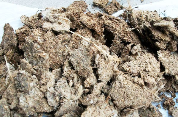 未經(jīng)發(fā)酵和腐熟的干雞糞如何使用？