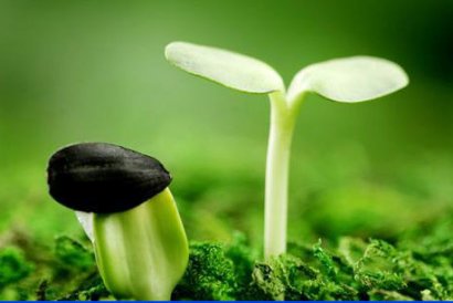 雞糞自然發(fā)酵需要多長時間？