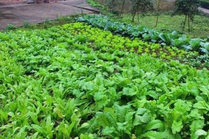 雞糞有機肥如何發(fā)酵，需要多長時間？