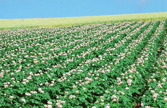 雞糞有機肥如何發酵，需要多長時間？