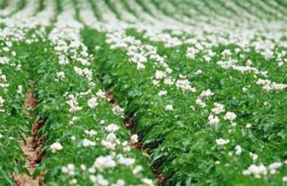 雞糞怎么發(fā)酵，發(fā)酵后有哪些優(yōu)點？