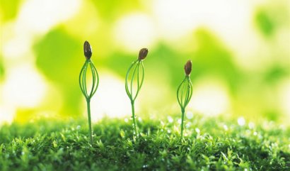 雞糞能直接使用嗎？雞糞正確使用方法