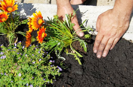 雞糞發(fā)酵處理的方法，發(fā)酵后的雞糞有什么作用？