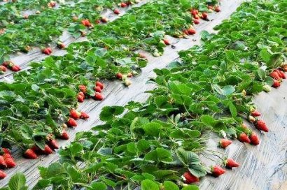 不同規模的養雞環境中如何處理雞糞？