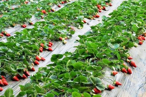 在不同規模的養雞環境中如何處理雞糞？