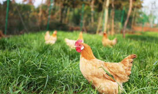 在不同規模的養雞環境中如何處理雞糞？