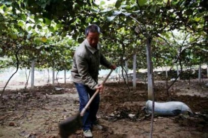 如何使用雞糞發(fā)酵劑發(fā)酵干雞糞？