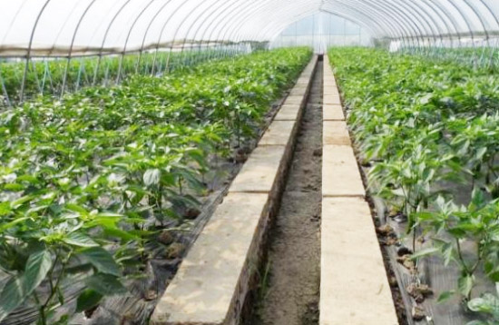 如何使用雞糞發酵劑發酵干雞糞？