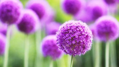 雞糞如何快速發(fā)酵腐熟并提高功效？