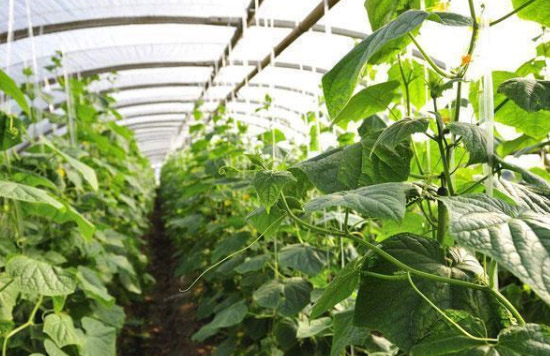 雞糞用做果樹有機(jī)肥如何施用才不燒根？