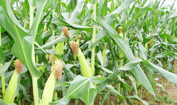 秸稈經(jīng)過(guò)發(fā)酵都有哪些用途