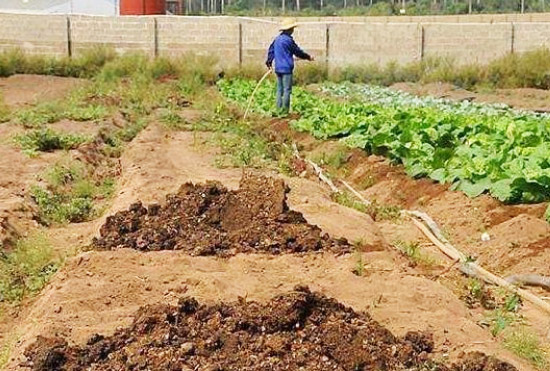 冬天豬糞使用堆肥發酵操作需要注意哪些？