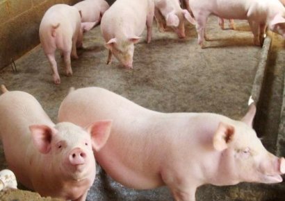 發(fā)酵一噸豬糞需要多少發(fā)酵劑？