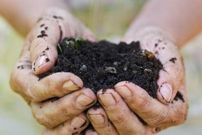 發酵豬糞有機肥的具體操作流程與好處