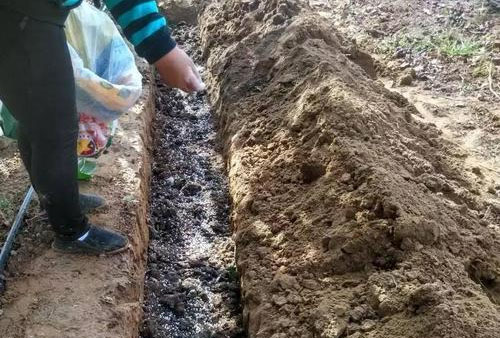 豬糞有機肥的最新發酵方法