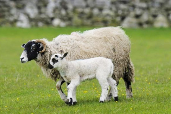 各類動物糞便制作的有機肥有哪些不同