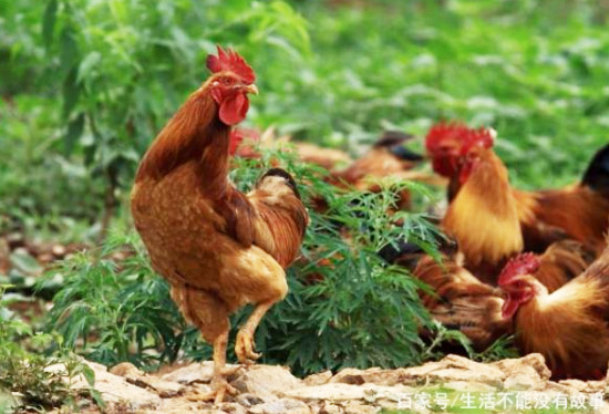 作為農家肥人糞和其他禽類糞便哪個好些