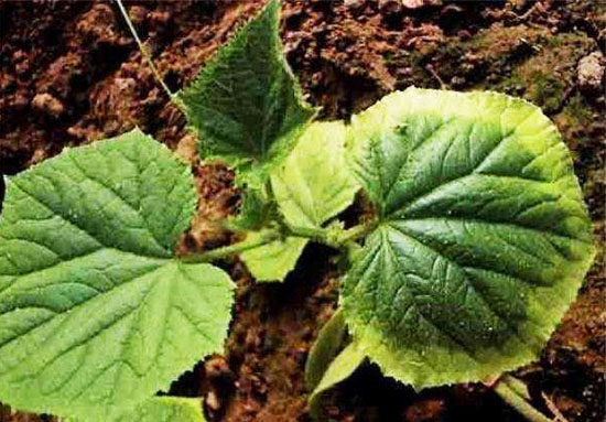 怎么判斷羊糞是否發(fā)酵腐熟有哪些優(yōu)點