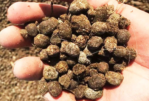 羊糞有機(jī)肥的發(fā)酵和施用方法