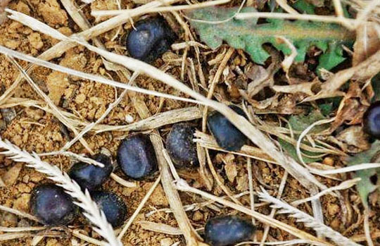 羊糞有機(jī)肥的發(fā)酵和施用方法