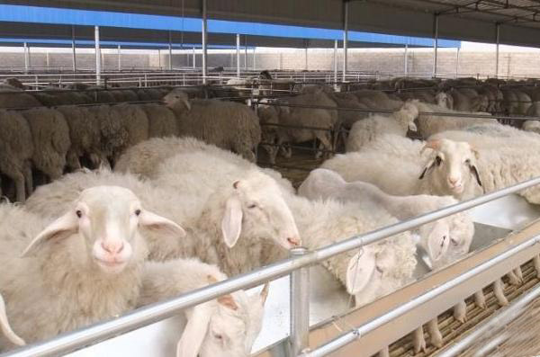 怎么自制羊糞有機肥