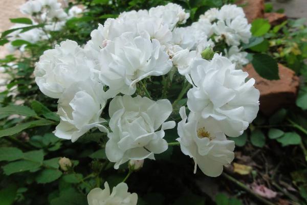 羊糞可以直接種花嗎