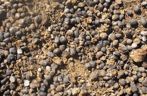 曬干的羊糞還用發酵嗎