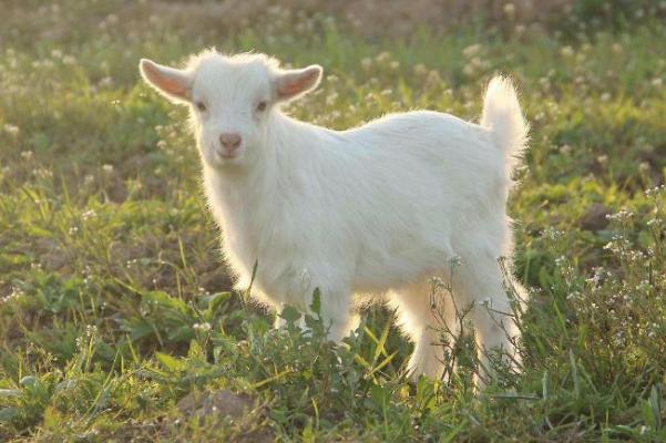 羊糞簡(jiǎn)單發(fā)酵方法