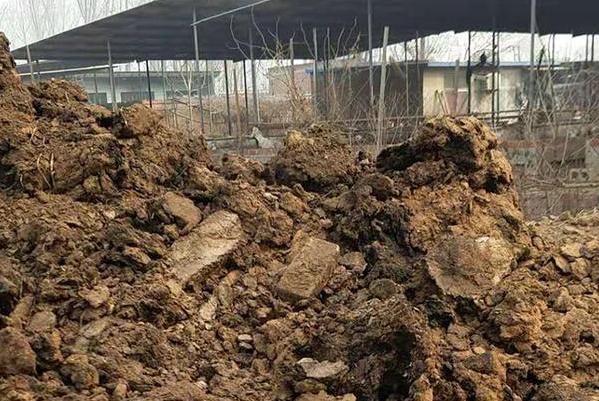 羊糞未腐熟會(huì)造成哪些后果