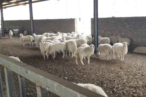 養殖場的羊糞怎么處理