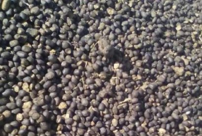 說(shuō)說(shuō)羊糞的危害性