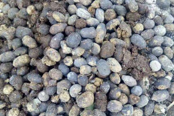 羊糞中有未消化的飼料是什么原因造成的