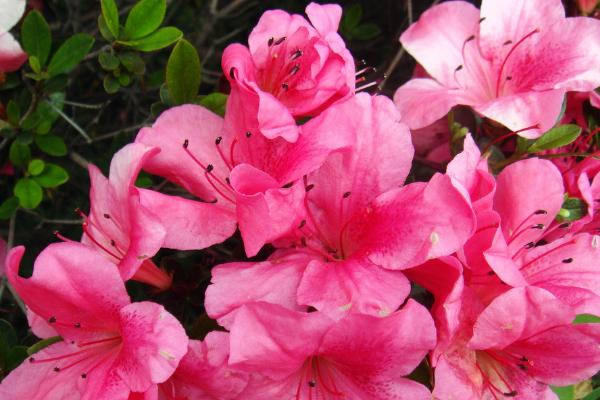 羊糞養花該注意哪些