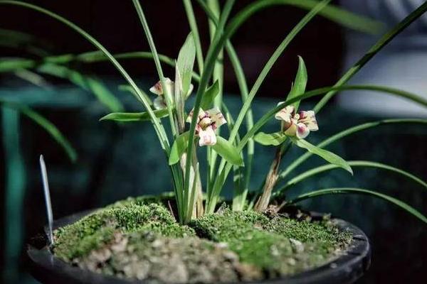 養糞養蘭花多久施肥一次