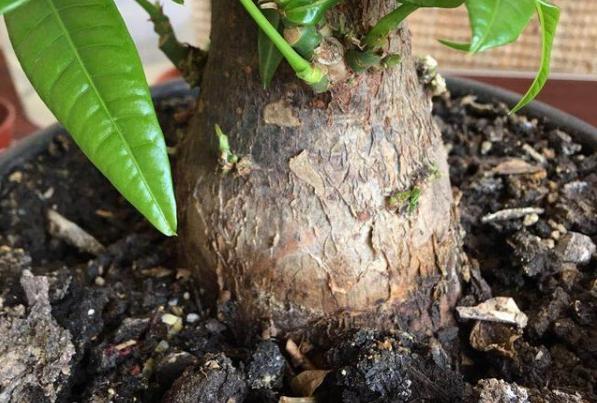 種花為什么選擇養(yǎng)糞作為肥料