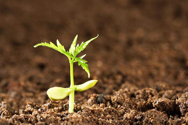 羊糞中出現(xiàn)未消化的飼料是什么原因造成?