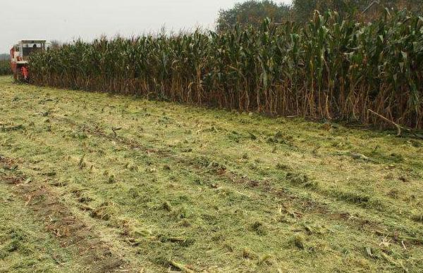 秸稈還田后多久腐爛