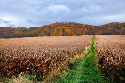 秸稈做成肥料后怎么用于農作物？