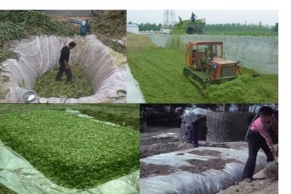 玉米秸稈作為沼氣池發酵原料注意事項？