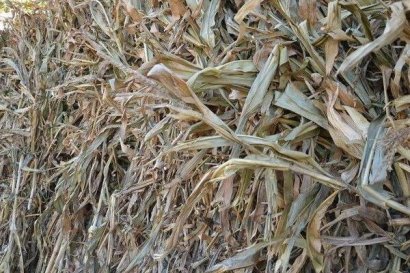 如何進行玉米秸稈沼氣發酵原料預處理？