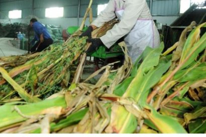 秸稈飼料分為哪些？